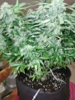 IMG_20201124_110852.jpg