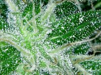 S20201123_0016.jpg