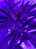 15751D5C-97DB-49F5-B86C-97C5544B2422.jpeg