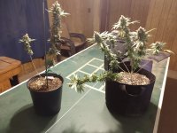 IMG_20201122_215350378.jpg