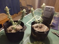IMG_20201122_221654646.jpg