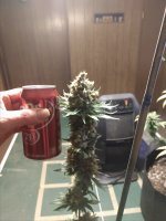 IMG_20201122_215340645.jpg