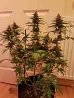 Critical Crack og.jpg