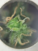 IMG_20201130_181541.jpg