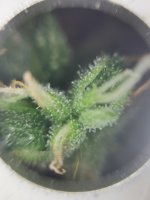 IMG_20201130_181358.jpg