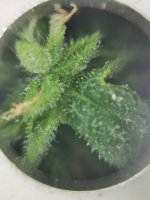 IMG_20201130_181706.jpg