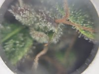 IMG_20201130_214645.jpg
