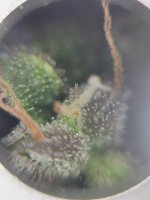 IMG_20201130_214623.jpg