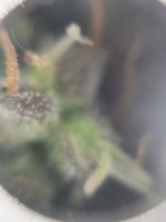 IMG_20201130_214631.jpg
