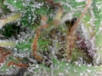S20201130_0003.jpg S20201130_0003.jpg