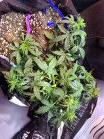 IMG_20201201_224043.jpg