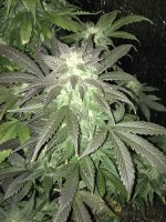 IMG_3125.JPG