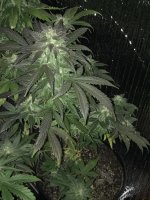 IMG_3132.JPG