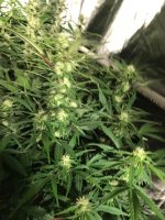 photo13226.jpg