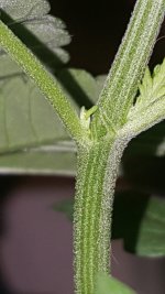 photo13295.jpg