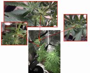 weird leaves .jpg