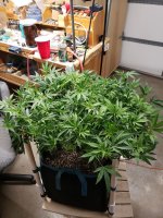 20201202_203809.jpg