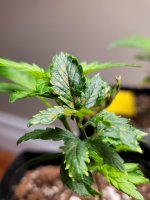 20201203_040017.jpg