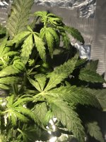 C8127F28-A358-4FAF-814F-EF66991A0905.jpeg