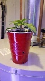20201205_153101.jpg