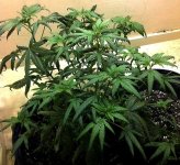 marijuana-droopy-leaves-nitrogen-toxic.jpg