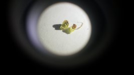 MYSTERY GROWTH.jpg