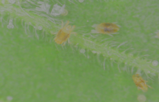 photo125538.png