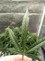 IMG_20201209_110626707.jpg