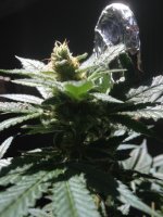 Congo Indica.JPG