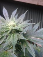 Congo Indica4.JPG