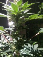 Congo Indica1.JPG