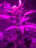 Congo Indica2.JPG