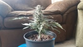 PRUPLE STEM CLONE.jpg
