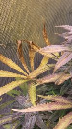 dry gel leaves.jpg