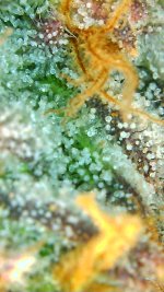 gel trichomes.png.jpg