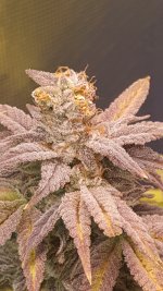 gel flower.jpg