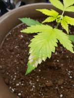 20201207_233231.jpg