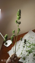IMG_20201216_144633.jpg