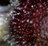 photo126225.png