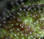 photo126226.png