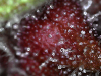 photo126228.png