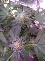 IMG_20201217_054910667.jpg