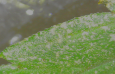 photo126432.png