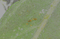 photo126433.png