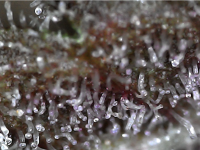 photo126704.png