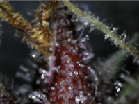 photo126705.png