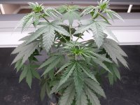 Plant #1.jpg