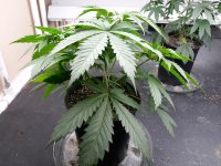 Plant #2.jpg