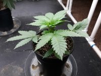 Plant #3.jpg