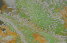 photo126810.png